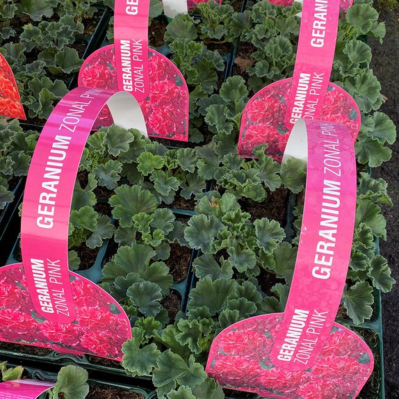Geranium Zonal Pink jumbo 6 pack