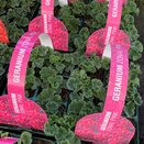 Geranium Zonal Pink jumbo 6 pack