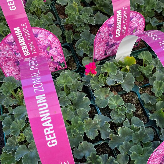 Geranium Zonal Purple Jumbo 6 pack