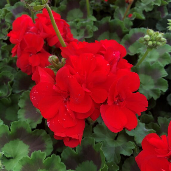 Geranium Zonal Red (Semi-Double) Vigorous 10.5cm pot
