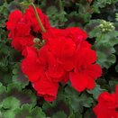 Geranium Zonal Red (Semi-Double) Vigorous 10.5cm pot