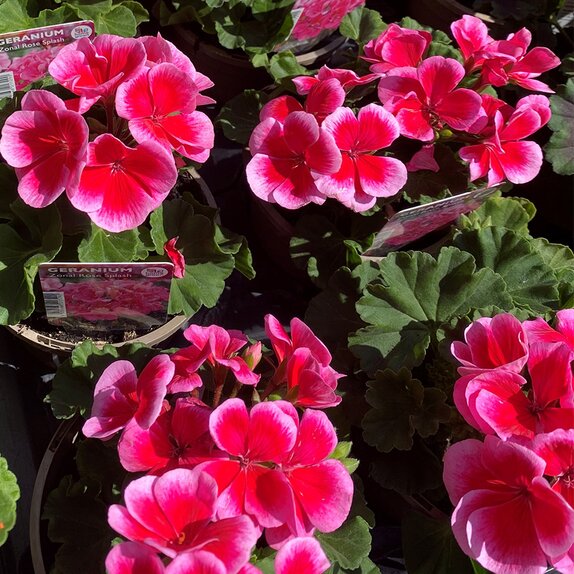 Geranium Zonal Rose Splash 1 litre pot