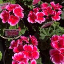 Geranium Zonal Rose Splash 1 litre pot