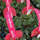 Geranium Zonal Velvet Eye jumbo 6 pack