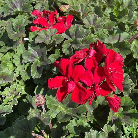 Geranium Zonal Velvet Red 1 litre pot