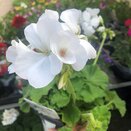 Geranium Zonal White (Semi-Double) Compact 10.5cm pot