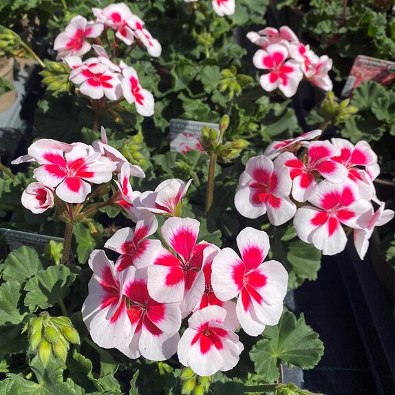 Geranium Zonal White Splash 1 litre pot