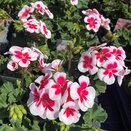 Geranium Zonal White Splash 1 litre pot