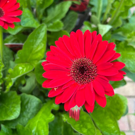 Gerbera Sweet Chilli