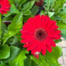 Gerbera Sweet Chilli