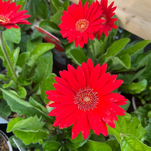 Gerbera Sweet Love