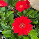 Gerbera Sweet Love