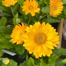 Gerbera Sweet Smile