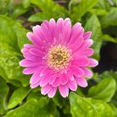 Gerbera Sweet Surprise