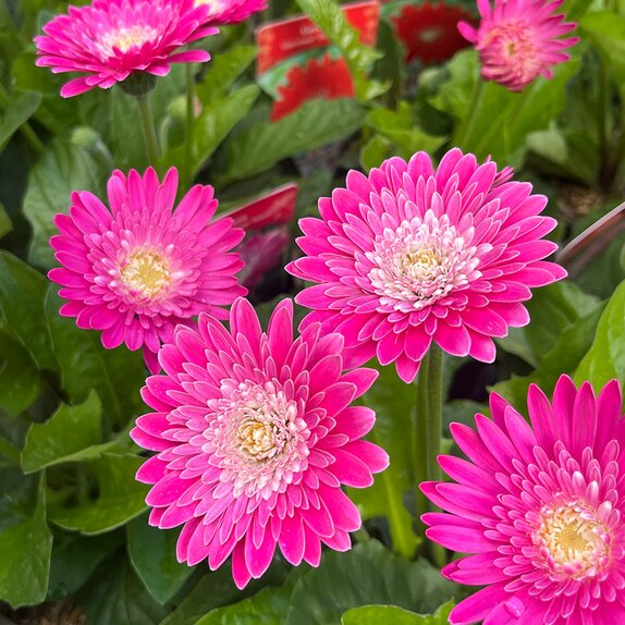 Gerbera Sweet Treat