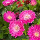 Gerbera Sweet Treat