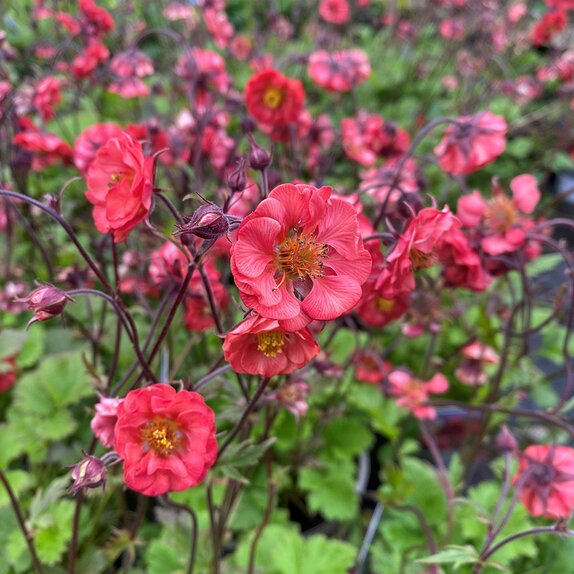 Geum Flames of Passion