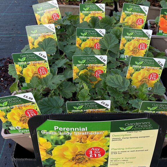 Geum Lady Stratheden