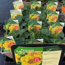 Geum Lady Stratheden