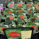 Geum Mrs Bradshaw - image 1