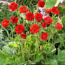 Geum Mrs Bradshaw - image 2