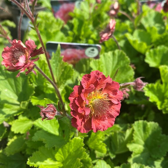 Geum Pink Petticoats