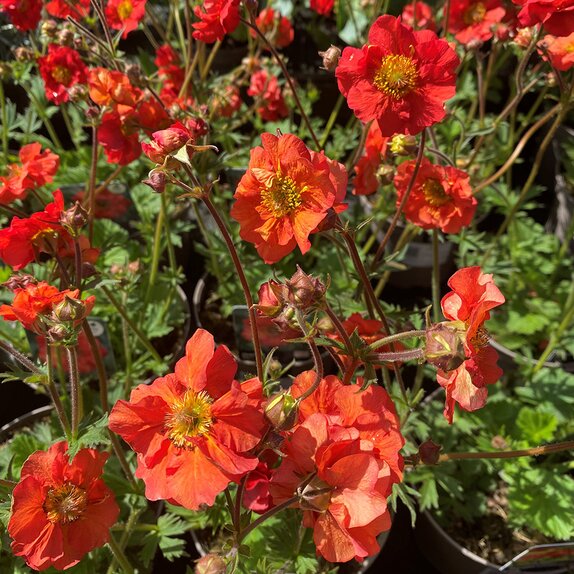 Geum Scarlet Tempest