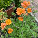 Geum Totally Tangerine 3 litre pot