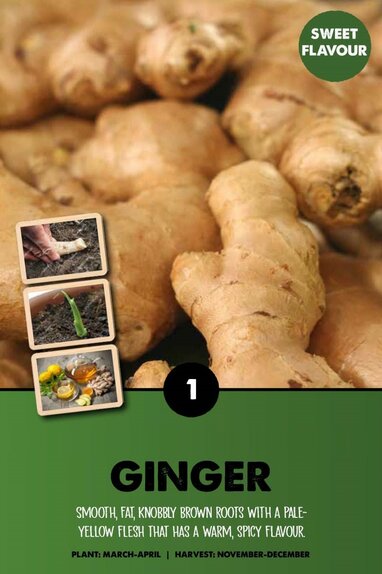 Ginger Zingiber Officinale