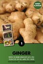 Ginger Zingiber Officinale