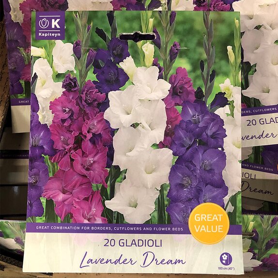 Gladioli Lavender Dream Great Value Pack