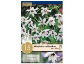 Gladiolus Callianthus Murielae