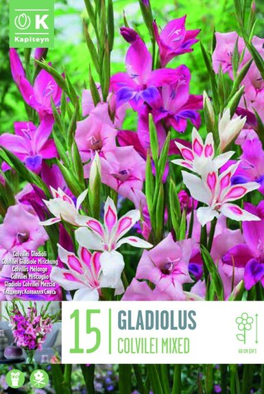 Gladiolus Colvileii Mixed Colours