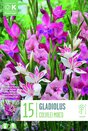 Gladiolus Colvileii Mixed Colours