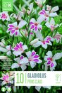 Gladiolus Colvilleii Nanus Prins Claus