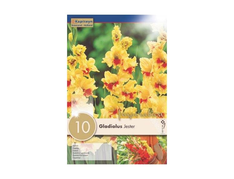 Gladiolus Jester