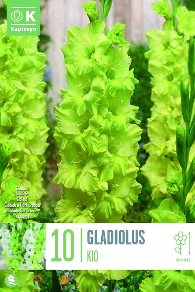 Gladiolus Kio
