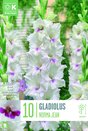 Gladiolus Norma Jean