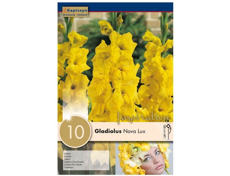 Gladiolus Nova Lux