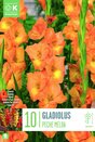 Gladiolus Peche Melba