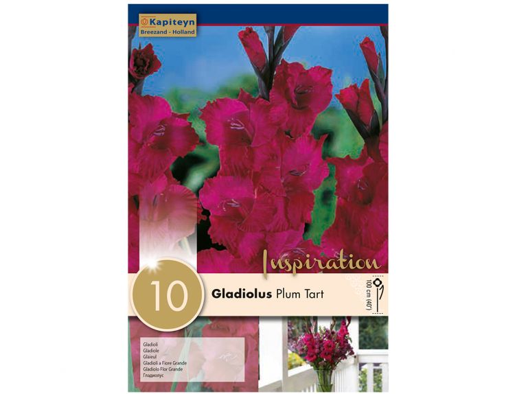 Gladiolus Plum Tart