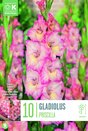 Gladiolus Priscilla