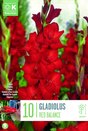 Gladiolus Red Balance