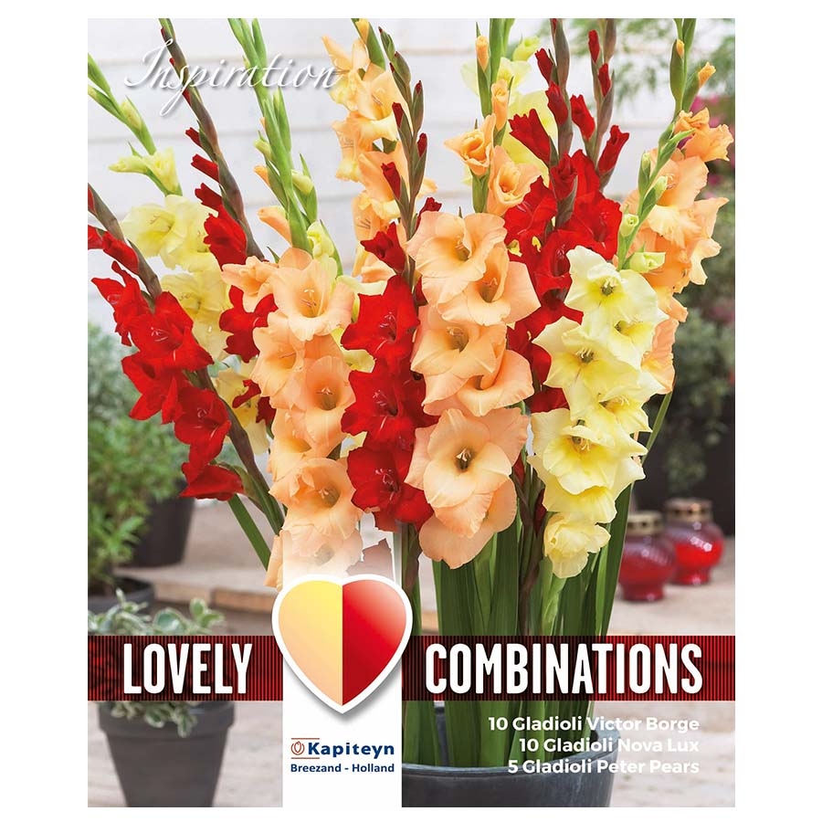 Gladiolus Red, Yellow and Orange Combination Pack Knights Garden Centres