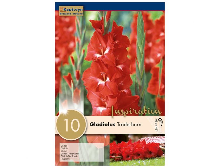 Gladiolus Traderhorn