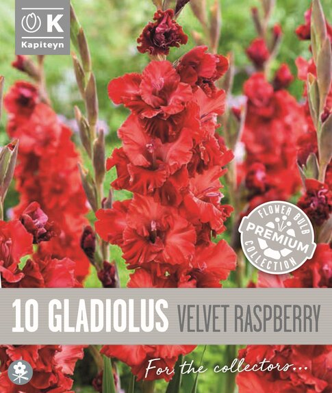 Gladiolus Velvet Raspberry