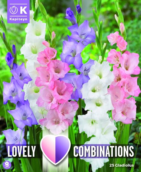 Gladiolus White, Blue and Pink Combination Pack