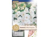 Gladiolus White Prosperity