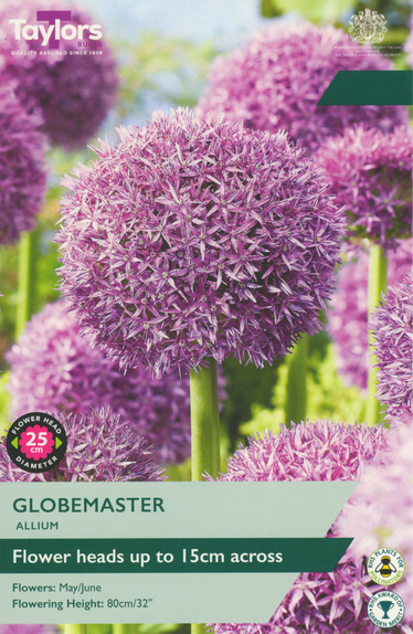 Globemaster - Allium