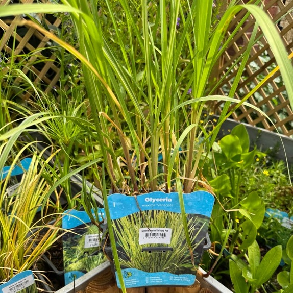 Glyceria Maxima Variegata - image 1